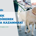 Köpek Gezdirerek Para Kazanma