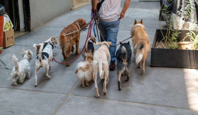 Köpek Gezdirerek Para Kazanmak